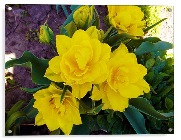 1504-yellow tulip Acrylic by elvira ladocki