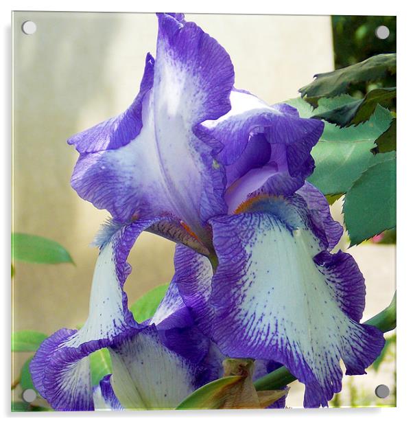 1616-blue iris Acrylic by elvira ladocki