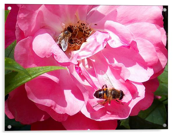 1693-insects on the rose Acrylic by elvira ladocki