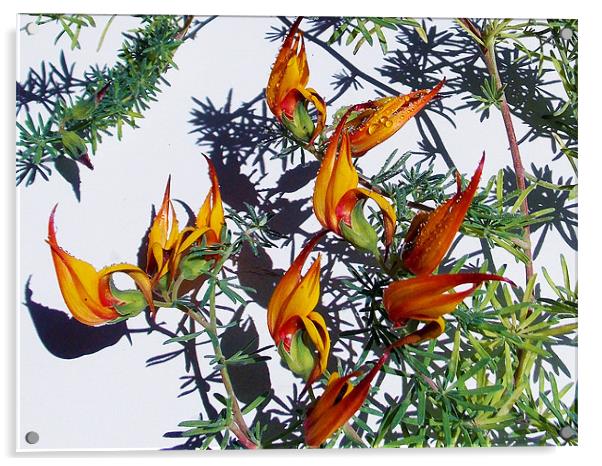 1705-beautiful flowers Acrylic by elvira ladocki