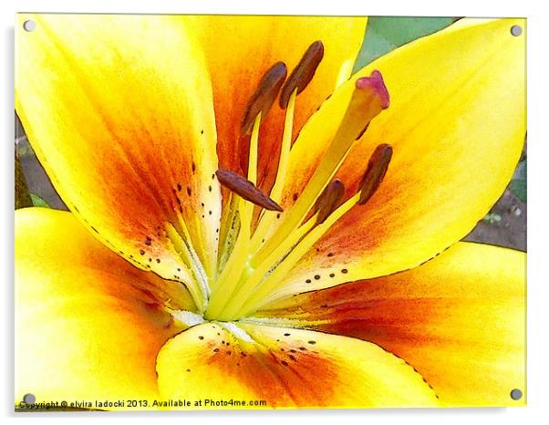 1802-yellow lily Acrylic by elvira ladocki