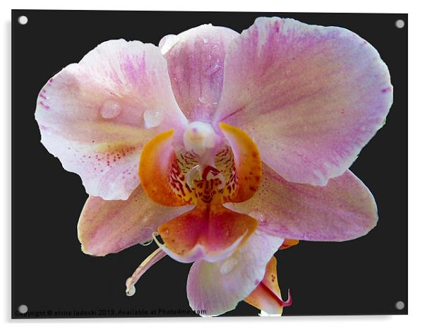 1879-beauty orchid Acrylic by elvira ladocki