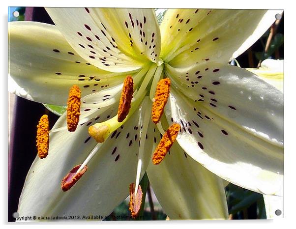 1900-lily close up Acrylic by elvira ladocki