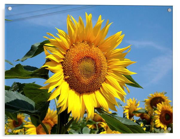 1964-beauty sunflowers Acrylic by elvira ladocki