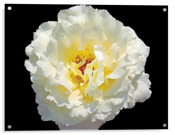 2168-white rose Acrylic by elvira ladocki