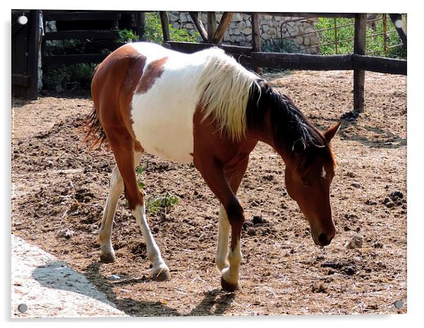 young horse Acrylic by elvira ladocki