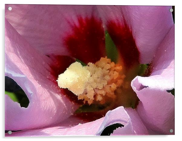2179-hibiscus close up Acrylic by elvira ladocki