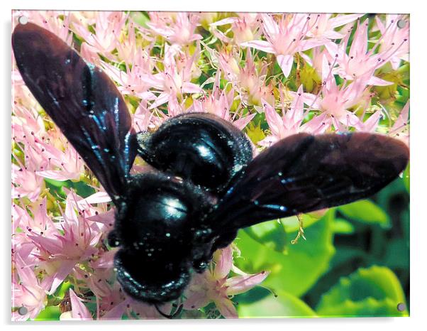 2374-black insect Acrylic by elvira ladocki