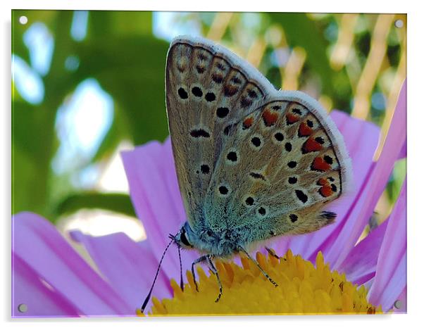 2285-nice butterfly Acrylic by elvira ladocki