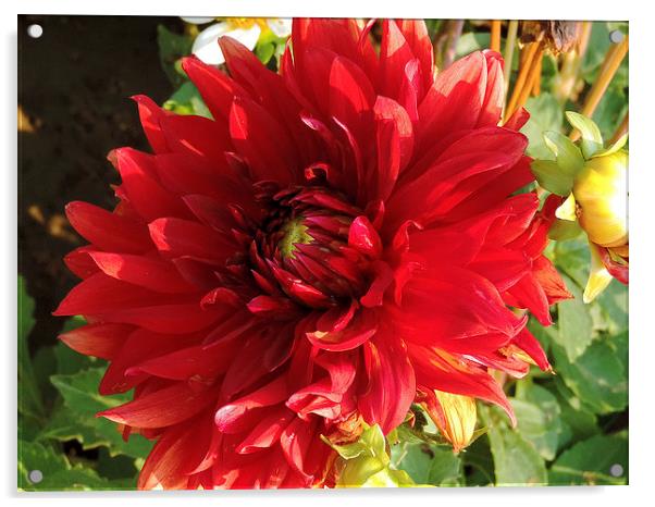 red dahlia Acrylic by elvira ladocki