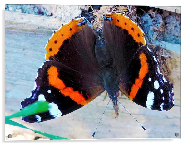 beauty butterfly Acrylic by elvira ladocki