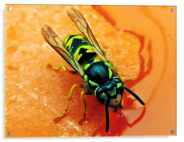 nmacro bee Acrylic by elvira ladocki