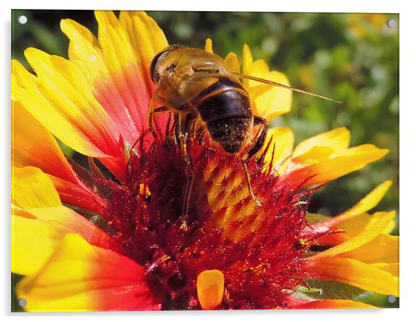bee on flower Acrylic by elvira ladocki