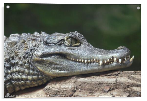 Spectacled Caiman, Chester Zoo, Chester, Cheshire, UK. Acrylic by Luigi Petro