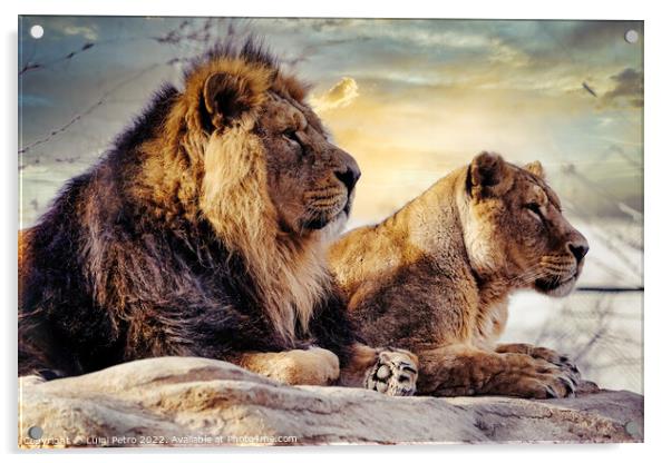 Male and female Asian lions, Chester Zoo, UK. Acrylic by Luigi Petro