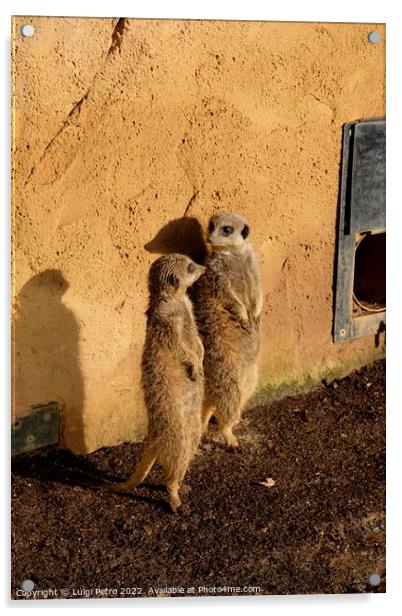 Watchful Meerkats of Chester Zoo Acrylic by Luigi Petro