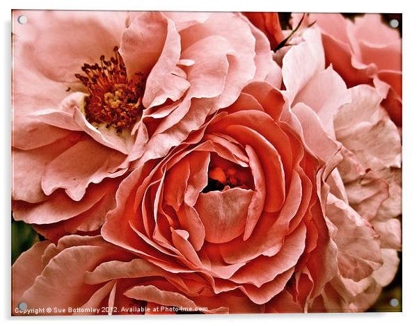 Bunch of Antique pink rose's Acrylic by Sue Bottomley