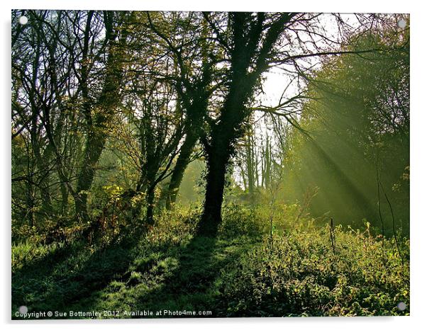 Sun breaking through the tree's Acrylic by Sue Bottomley