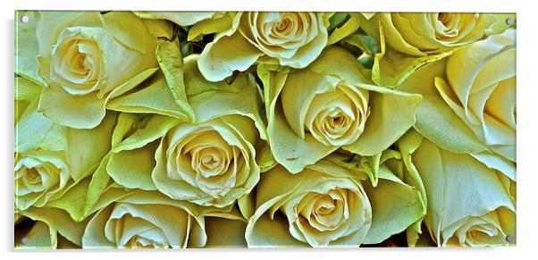 Ten white roses Acrylic by Sue Bottomley