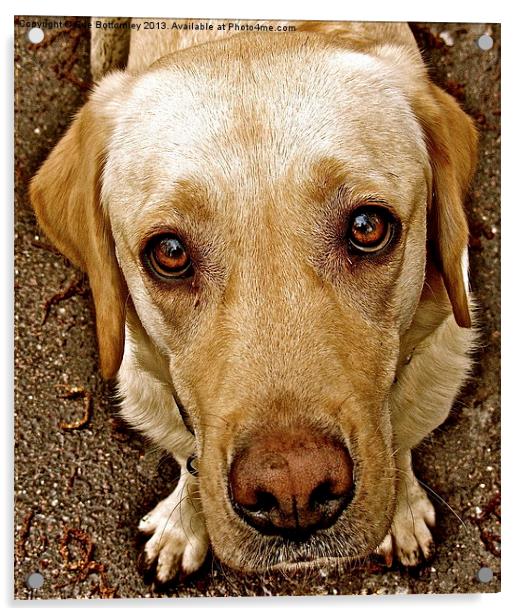 Labrador pleading eyes Acrylic by Sue Bottomley