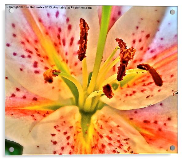 Lily flower Acrylic by Sue Bottomley