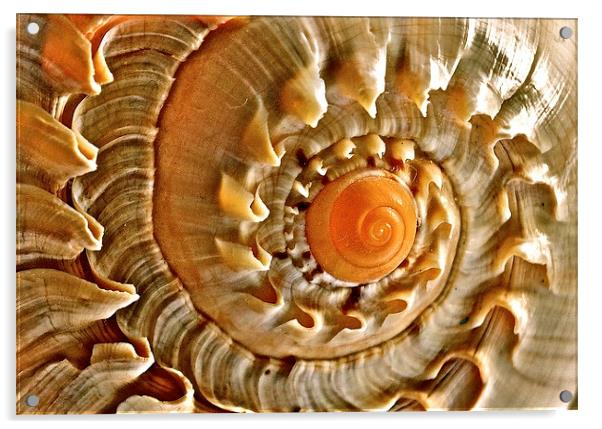 Sea Shell Acrylic by Sue Bottomley