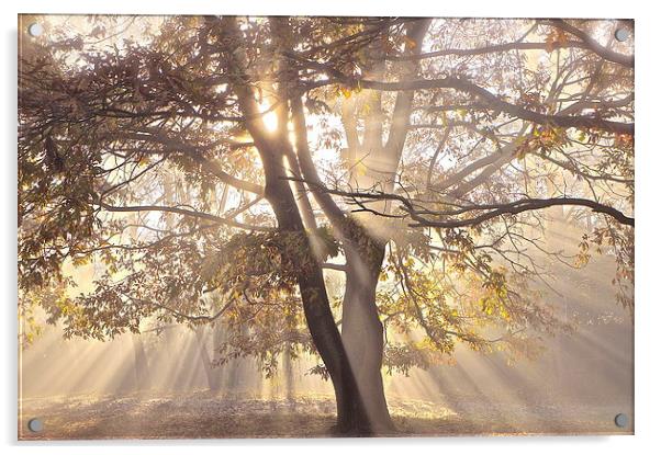 Tree, sun rays, early mist Acrylic by Sue Bottomley