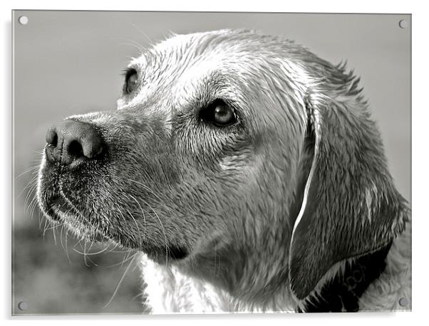  Wet Labrador black and white photograph Acrylic by Sue Bottomley