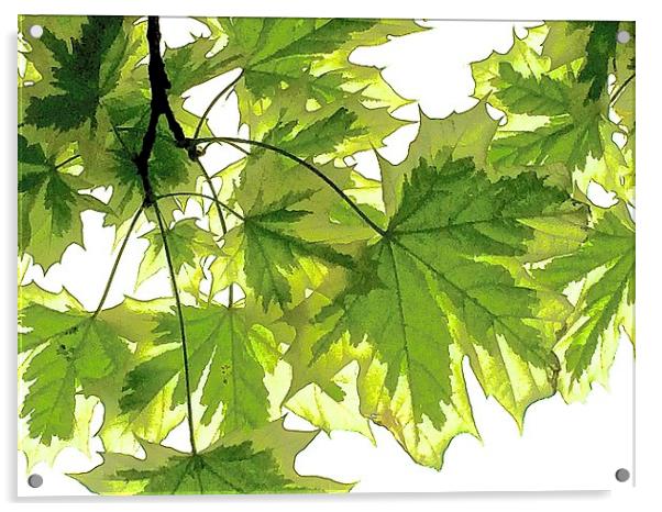  Striking bright green leaves Acrylic by Sue Bottomley