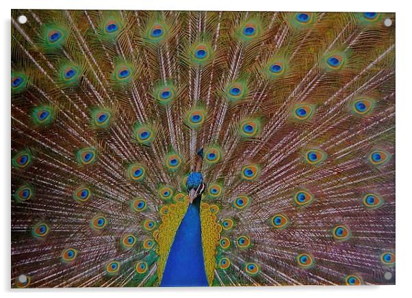  The Beautiful Peacock Bird Acrylic by Sue Bottomley