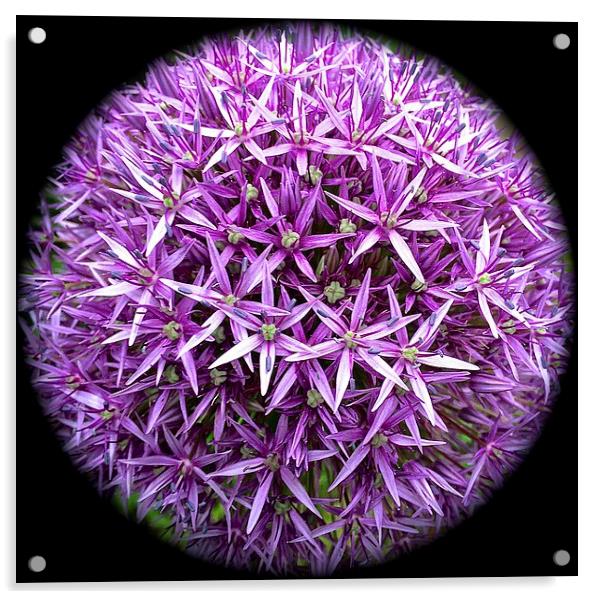  Allium Haarlem Superglobe Acrylic by Sue Bottomley