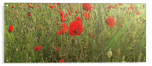  Field of Poppies  Acrylic by Sue Bottomley