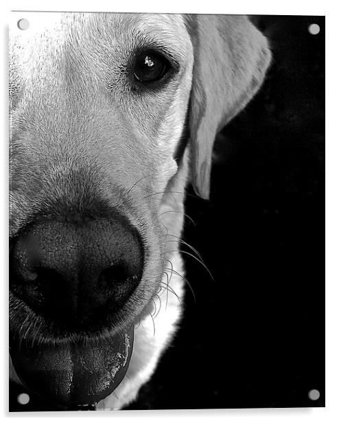  Labrador true love Acrylic by Sue Bottomley