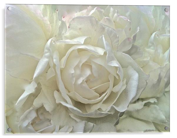 White Rose up close  Acrylic by Sue Bottomley