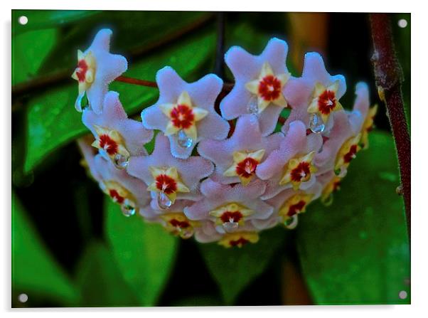 Hoya Flower, Plant  Acrylic by Sue Bottomley
