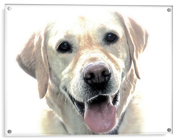  A Happy Labrador Dog Acrylic by Sue Bottomley