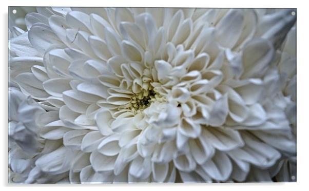  White Aster Royalty Flower Acrylic by Sue Bottomley