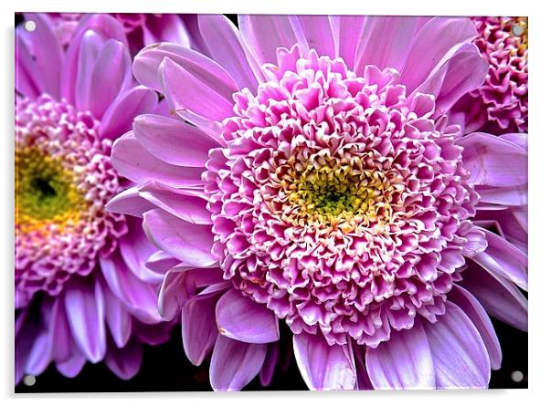 Bright Pink Gerbera Flower  Acrylic by Sue Bottomley