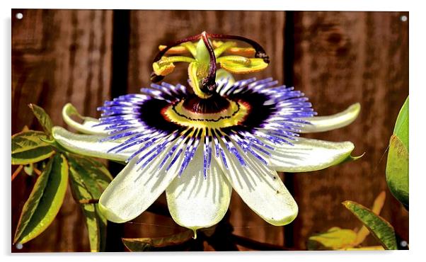 Passion Flower  Acrylic by Sue Bottomley