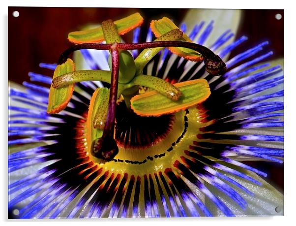 Passion Flower  Acrylic by Sue Bottomley