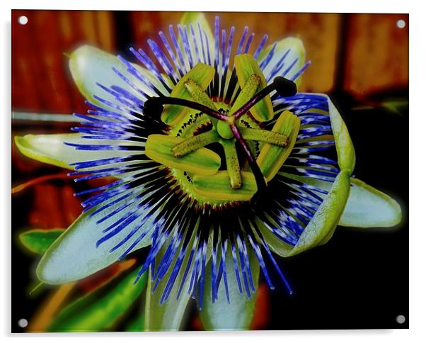  Passion Flower Acrylic by Sue Bottomley