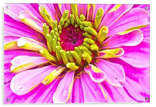Zinnia Bright Flower  Acrylic by Sue Bottomley