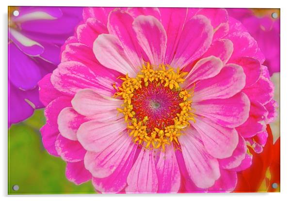 Zinnia Bright Flower  Acrylic by Sue Bottomley