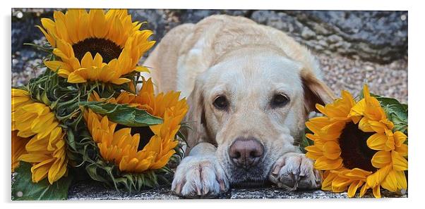  My Labrador My little Sunflower Acrylic by Sue Bottomley