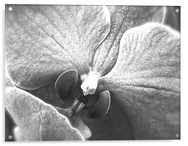 Black and White Orchid Flower  Acrylic by Sue Bottomley
