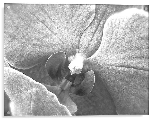  Black and White Orchid Flower close up Acrylic by Sue Bottomley