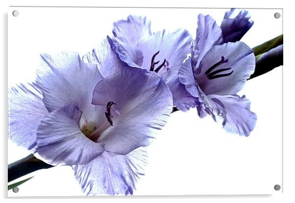  Striking Gladiolus Flower with white background Acrylic by Sue Bottomley
