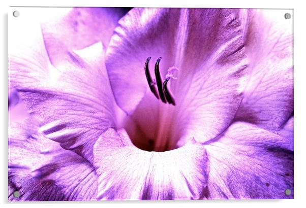 Purple soft shade Gladiolus flower  Acrylic by Sue Bottomley