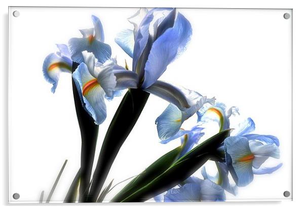  The Rainbow Flower. The Iris Acrylic by Sue Bottomley