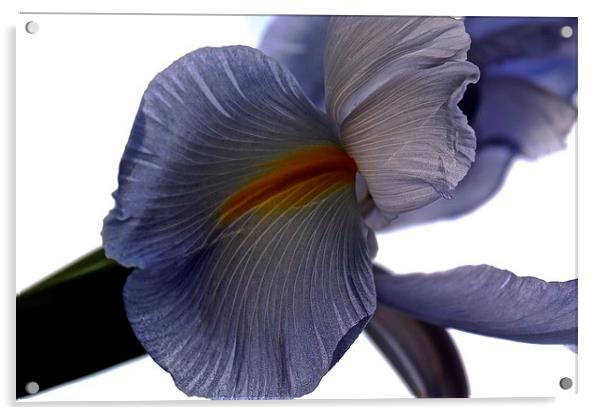 The Rainbow Flower. The Iris Flower  Acrylic by Sue Bottomley